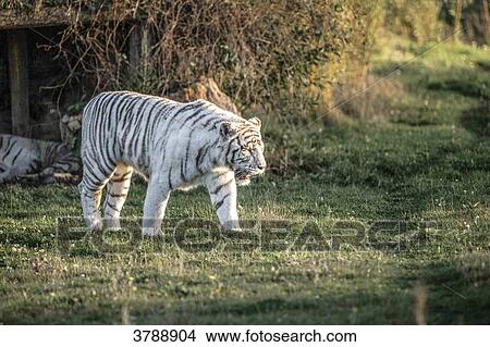 White tiger walking View Large Photo Image Picture - White tiger walking. Fotosearch