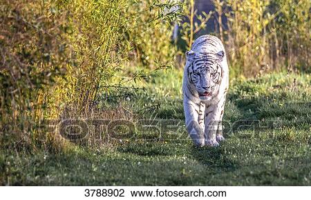 White tiger walking, View Large Photo Image Stock Image - White tiger walking,. Fotosearch
