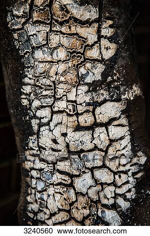 Stock Image - Wood log already burnt. Fotosearch