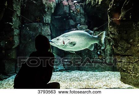Young woman looks at a giant grouper aquarium in Lisbon, Portugal View Large Photo Image Stock Image - Young woman looks at a giant grouper aquarium in Lisbon, Portugal. Fotosearch
