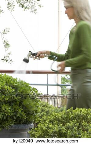 Woman watering bushes View Large Photo Image Stock Photo - Woman watering bushes. Fotosearch