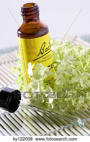 Bach flowers and essential oil, close-up View Large Photo Image Stock Photo - Bach flowers and essential oil, close-up. Fotosearch
