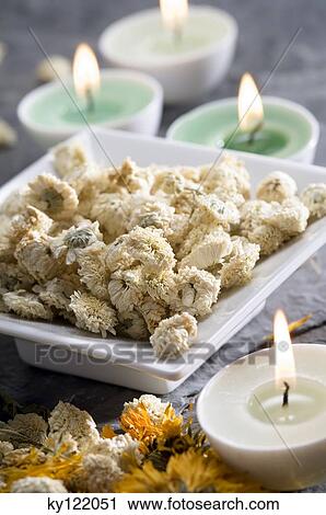 Dried camomile flowers and candles, close-up View Large Photo Image Stock Image - Dried camomile flowers and candles, close-up. Fotosearch