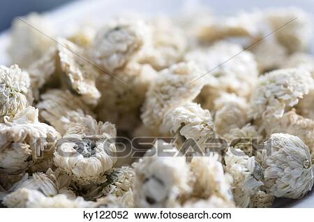 Dried camomile flowers (close-up) View Large Photo Image Stock Image - Dried camomile flowers (close-up). Fotosearch