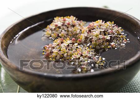 Floating flowers in a small dish, close-up View Large Photo Image Stock Image - Floating flowers in a small dish, close-up. Fotosearch