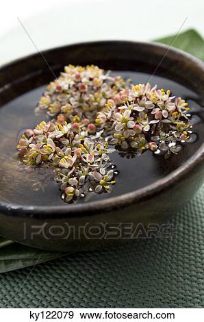 Floating flowers in a small dish, close-up View Large Photo Image Stock Photo - Floating flowers in a small dish, close-up. Fotosearch