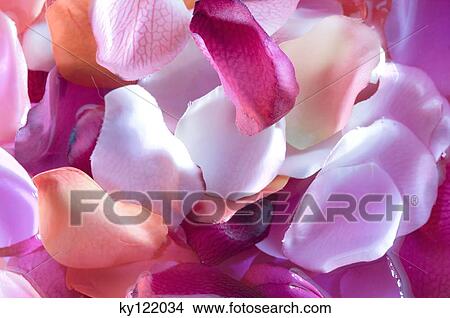 Flowers petals, close-up View Large Photo Image Picture - Flowers petals, close-up. Fotosearch