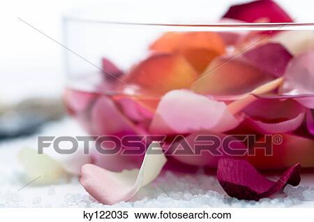 Flowers petals, close-up View Large Photo Image Stock Photography - Flowers petals, close-up. Fotosearch