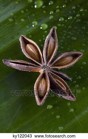 Stock Image - Star anise, close-up. Fotosearch