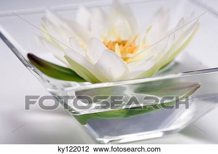 Water lily flower, close-up View Large Photo Image Stock Image - Water lily flower, close-up. Fotosearch