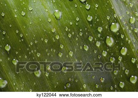 Waterdrops on a leaf, close-up View Large Photo Image Picture - Waterdrops on a leaf, close-up. Fotosearch