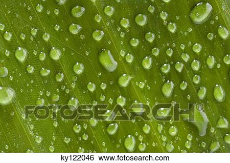 Waterdrops on a leaf, close-up View Large Photo Image Stock Photograph - Waterdrops on a leaf, close-up. Fotosearch
