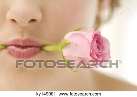 Young woman with rose between teeth, close-up View Large Photo Image Stock Image - Young woman with rose between teeth, close-up. Fotosearch