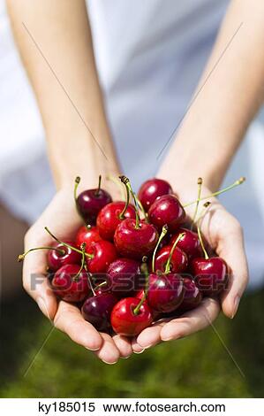 Young woman holding cherries View Large Photo Image Stock Photography - Young woman holding cherries. Fotosearch