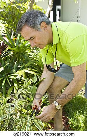 Stock Photo - Man cutting plants in a garden with pruning shears. Fotosearch