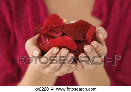 Picture - Mid section view of a woman holding a handful of red rose petals. Fotosearch