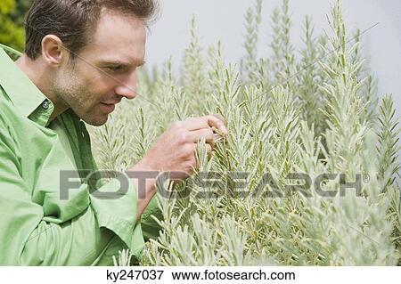 Man examining plants View Large Photo Image Stock Photo - Man examining plants. Fotosearch