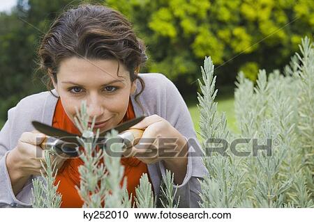 Woman trimming plants View Large Photo Image Stock Image - Woman trimming plants. Fotosearch