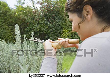Woman trimming plants View Large Photo Image Stock Photo - Woman trimming plants. Fotosearch