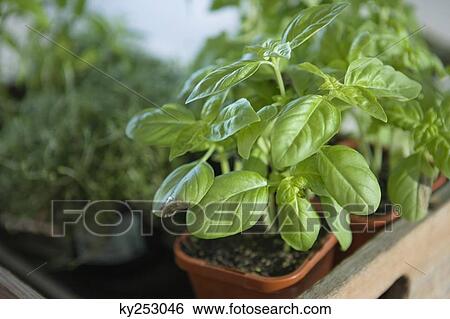 Close-up of a potted basil plant View Large Photo Image Stock Photograph - Close-up of a potted basil plant. Fotosearch