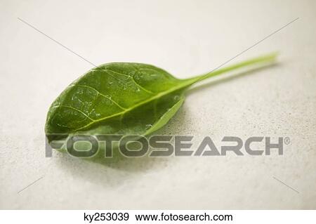 Stock Photo - Close-up of a spinach leaf. Fotosearch