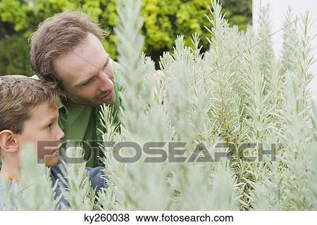 Man and his son examining plants View Large Photo Image Stock Photo - Man and his son examining plants. Fotosearch
