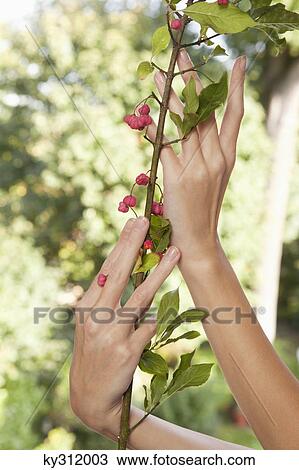 Stock Image - Close-up of woman's hands holding plant. Fotosearch