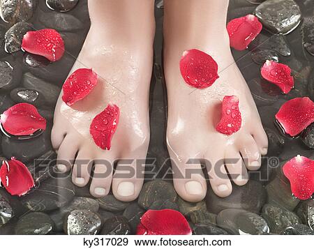 Woman's feet on pebbles, rose petals View Large Photo Image Stock Photo - Woman's feet on pebbles, rose petals. Fotosearch