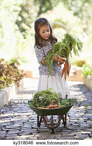 Cute girl putting carrots in a wheelbarrow View Large Photo Image Stock Photograph - Cute girl putting carrots in a wheelbarrow. Fotosearch