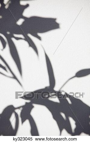 Close-up of a plant shadow on a wall View Large Photo Image Stock Photography - Close-up of a plant shadow on a wall. Fotosearch