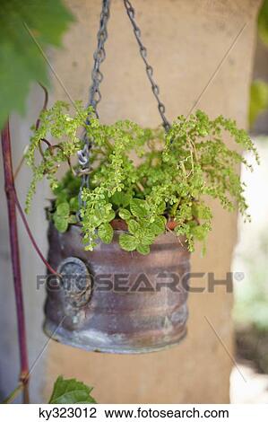 Close-up of a potted plant View Large Photo Image Stock Image - Close-up of a potted plant. Fotosearch