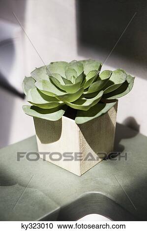 Close-up of a succulent plant growing in a pot View Large Photo Image Stock Image - Close-up of a succulent plant growing in a pot. Fotosearch