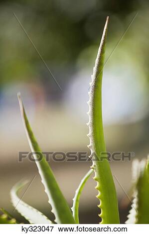 Close-up of an aloe plant View Large Photo Image Stock Photo - Close-up of an aloe plant. Fotosearch