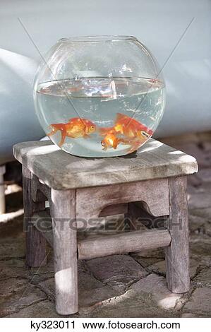 Close-up of goldfish in a fishbowl View Large Photo Image Stock Image - Close-up of goldfish in a fishbowl. Fotosearch