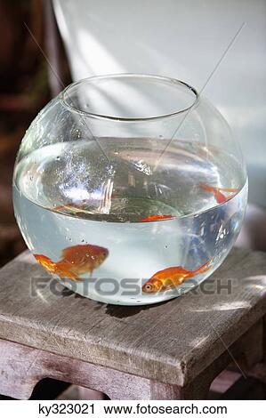 Close-up of goldfish in a fishbowl View Large Photo Image Stock Image - Close-up of goldfish in a fishbowl. Fotosearch
