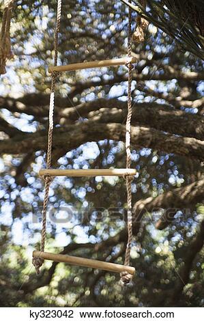 Close-up of rope ladder hanging from tree View Large Photo Image Stock Image - Close-up of rope ladder hanging from tree. Fotosearch