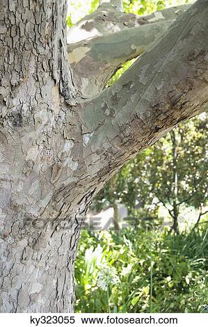 Close-up of tree trunk View Large Photo Image Stock Photography - Close-up of tree trunk. Fotosearch