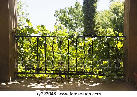 Creepers covering metal grate View Large Photo Image Stock Photograph - Creepers covering metal grate. Fotosearch