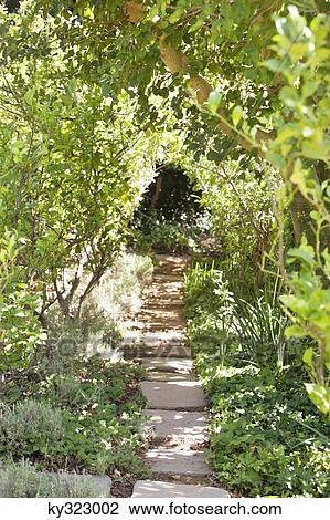 Stock Image - View of walkway between trees. Fotosearch