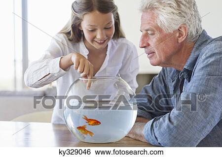 Girl showing a golden fish to her grandfather in a fishbowl View Large Photo Image Stock Photograph - Girl showing a golden fish to her grandfather in a fishbowl. Fotosearch