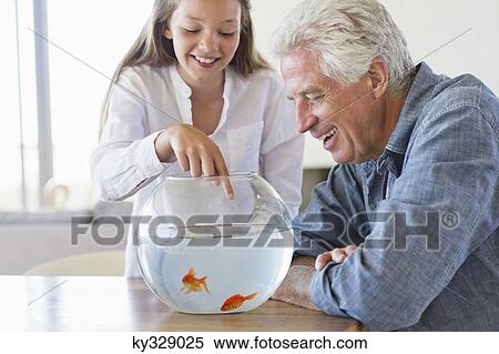 Girl showing a golden fish to her grandfather in a fishbowl View Large Photo Image Stock Photography - Girl showing a golden fish to her grandfather in a fishbowl. Fotosearch