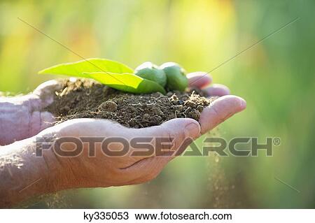 Close-up of a man's hand holding a seedling View Large Photo Image Stock Image - Close-up of a man's hand holding a seedling. Fotosearch