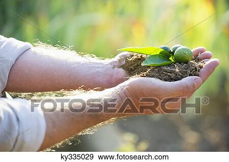Close-up of a man's hand holding a seedling View Large Photo Image Stock Photo - Close-up of a man's hand holding a seedling. Fotosearch