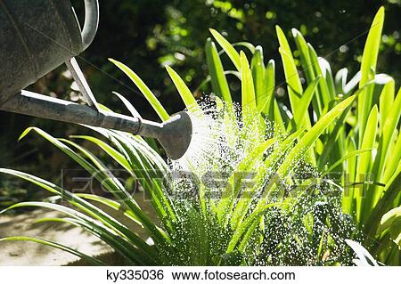Close-up of a watering can watering plants in a garden View Large Photo Image Stock Photograph - Close-up of a watering can watering plants in a garden. Fotosearch