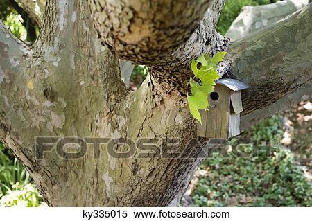 Close-up of birdhouse on a tree View Large Photo Image Stock Photography - Close-up of birdhouse on a tree. Fotosearch