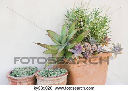 Close-up of potted plants View Large Photo Image Stock Image - Close-up of potted plants. Fotosearch