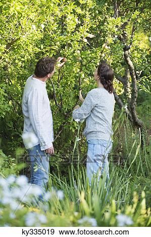 Mature couple picking fruits in a garden View Large Photo Image Stock Photo - Mature couple picking fruits in a garden. Fotosearch