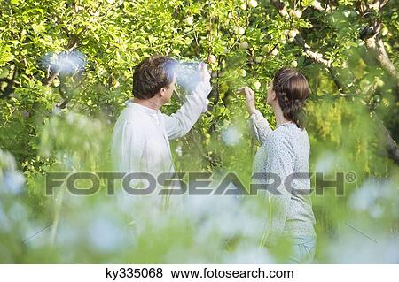 Mature couple picking fruits in a garden View Large Photo Image Stock Photo - Mature couple picking fruits in a garden. Fotosearch