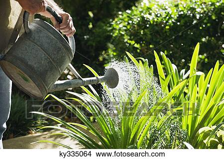 Mature man watering plants in a garden View Large Photo Image Picture - Mature man watering plants in a garden. Fotosearch