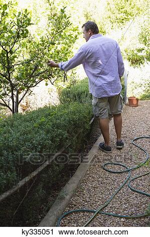 Rear view of a man touching tree in garden View Large Photo Image Stock Image - Rear view of a man touching tree in garden. Fotosearch